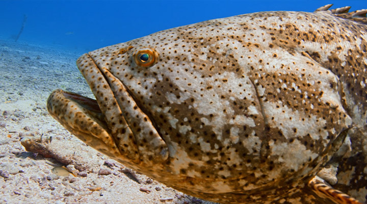 Underwater Footage